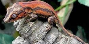 where to buy gargoyle gecko