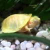 albino slider turtle for sale