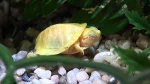 albino slider turtle for sale