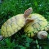 albino slider turtles for sale