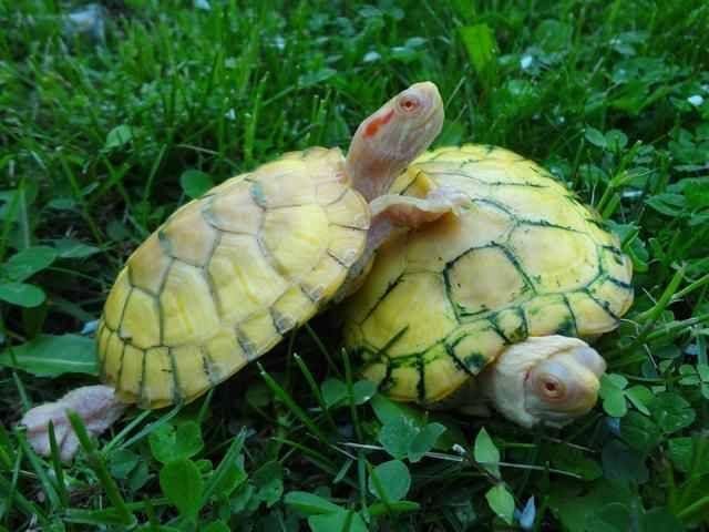 albino slider turtles for sale