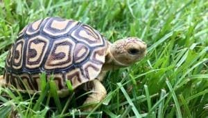 baby tortoises for sale