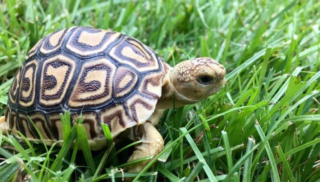 baby tortoises for sale