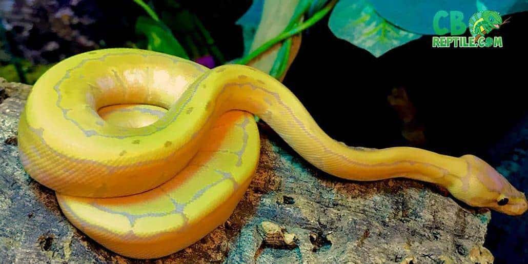 ball python breeder