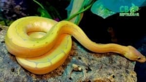 banana pinstripe ball python for sale