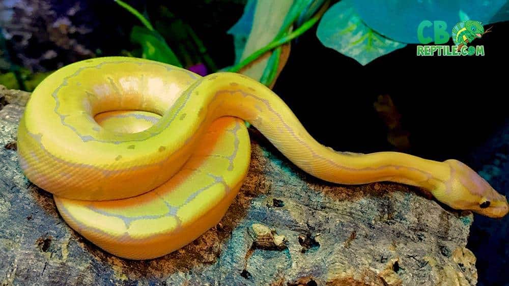 Banana pinstripe ball python for sale online baby banana pinstripe ball