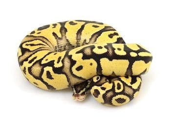 best ball python breeders