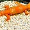 blood tremper albino cross leopard gecko