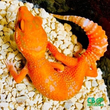 blood tremper albino leopard gecko for sale