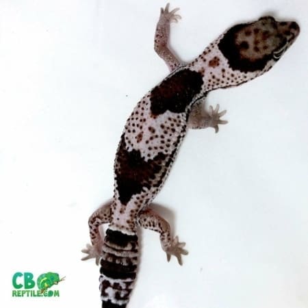 oreo african fat tail gecko for sale
