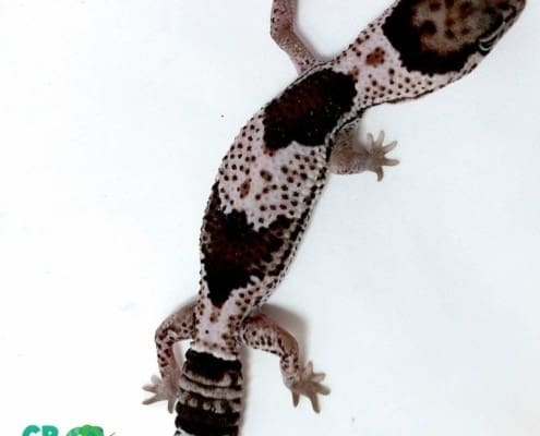 oreo african fat tail gecko for sale