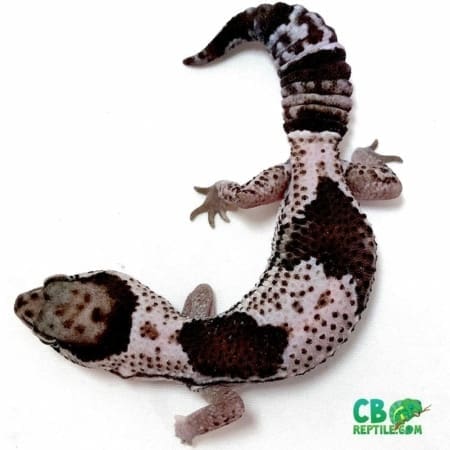 oreo fat tail gecko