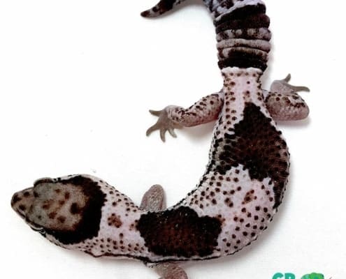 oreo fat tail gecko