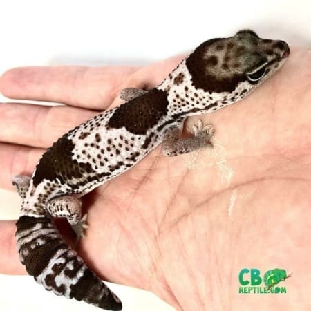 oreo fat tailed gecko