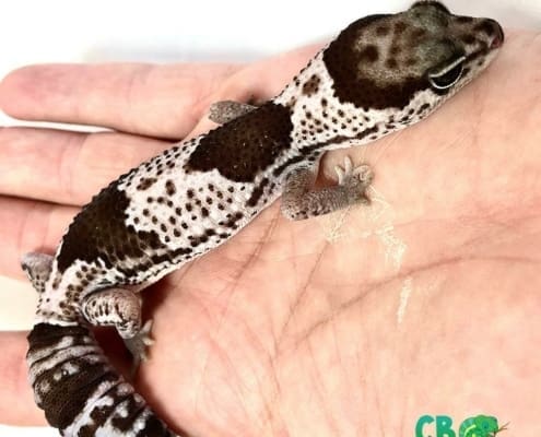 oreo fat tailed gecko