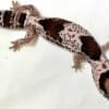 oreo fat tailed gecko for sale