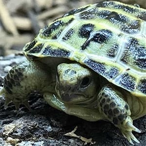 baby russian tortoise for sale