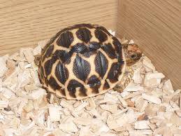 star tortoise for sale