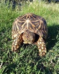 star tortoises for sale