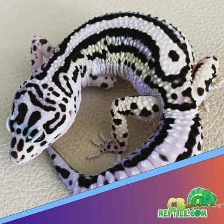 Tug snow leopard gecko