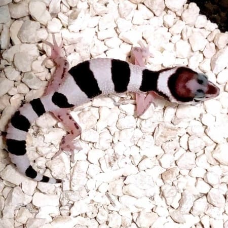 tug snow leopard gecko