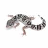 tug snow leopard gecko for sale