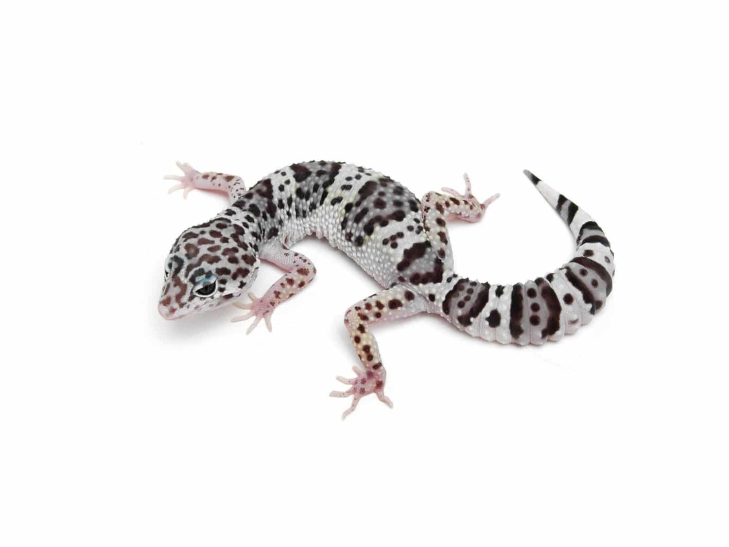 tug snow leopard gecko for sale