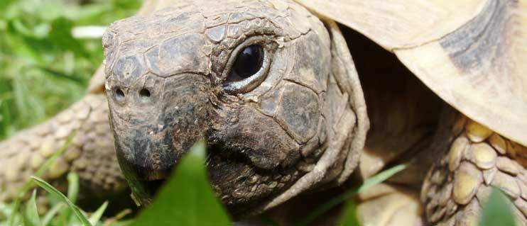 western hermann's tortoises for sale