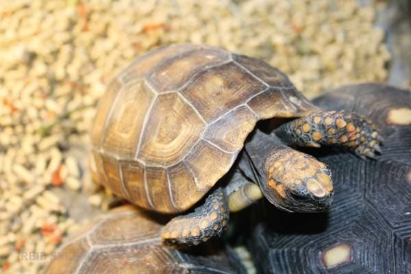 yellow foot tortoise for sale