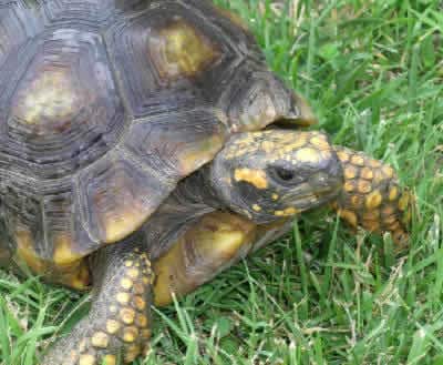 yellow foot tortoises for sale