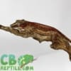 430 gargoyle gecko