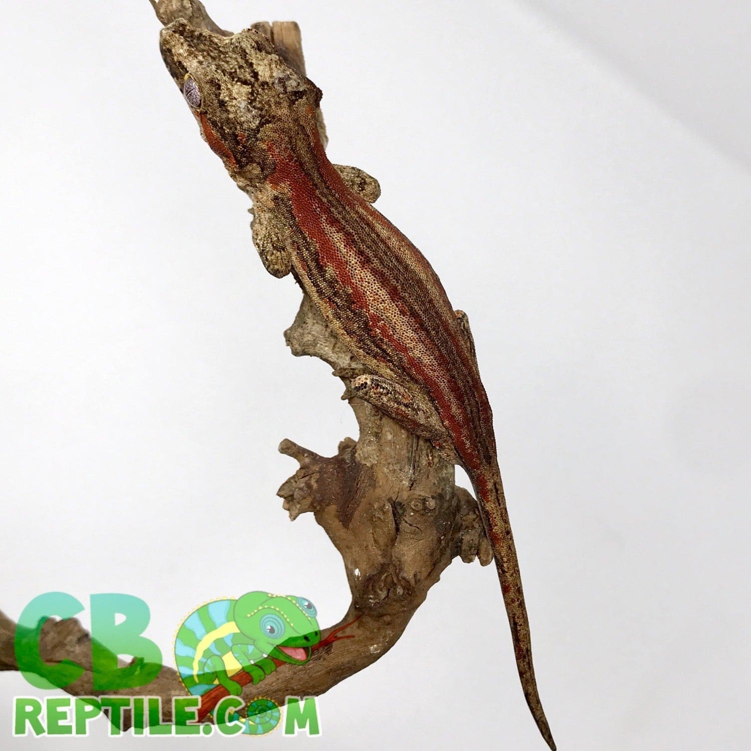 Red and Orange stripe gargoyle gecko for sale online baby orange red