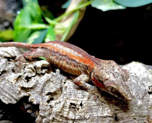 gargoyle geckos for sale