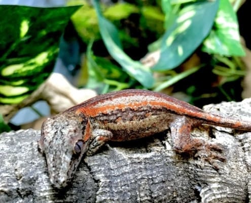 gargoyle gecko