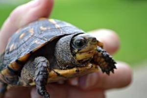 adult box turtle for sale