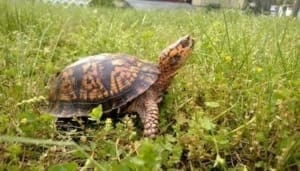 baby box turtle for sale