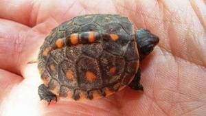 baby eastern box turtle