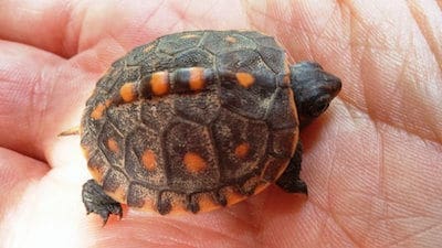 baby eastern box turtle