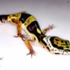 baby super giant leopard gecko