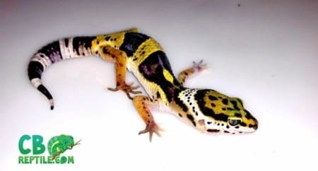 baby super giant leopard gecko