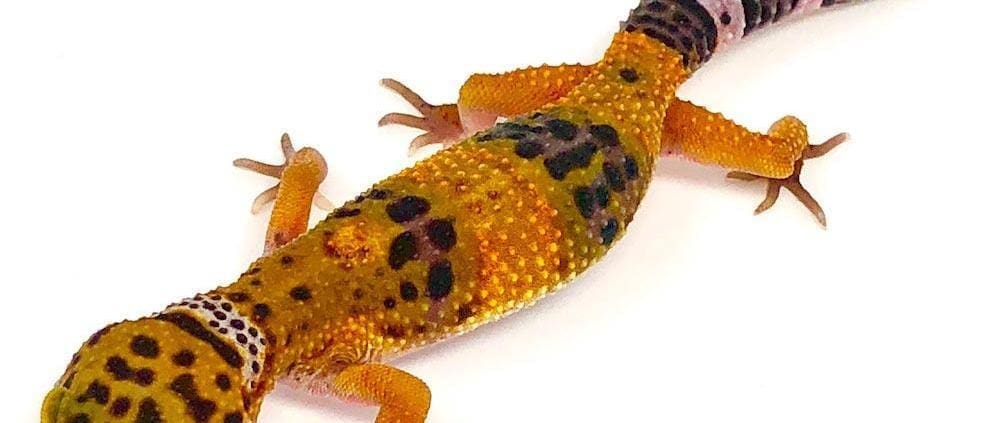 leopard gecko morphs