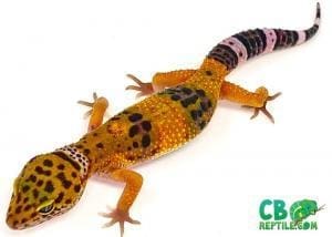 blood leopard gecko