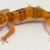 blood purple head leopard gecko