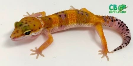 blood purple head leopard gecko