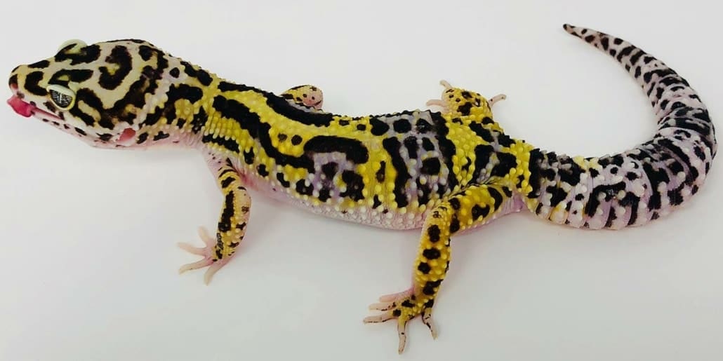 Bold leopard geckos for sale where to buy baby bold leopard gecko for