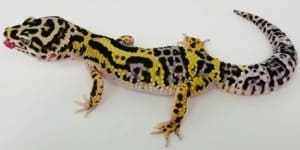 bold leopard geckos for sale