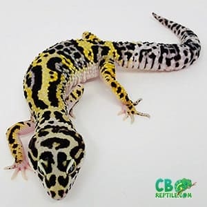 bold leopard gecko