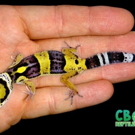 bold super giant leopard gecko