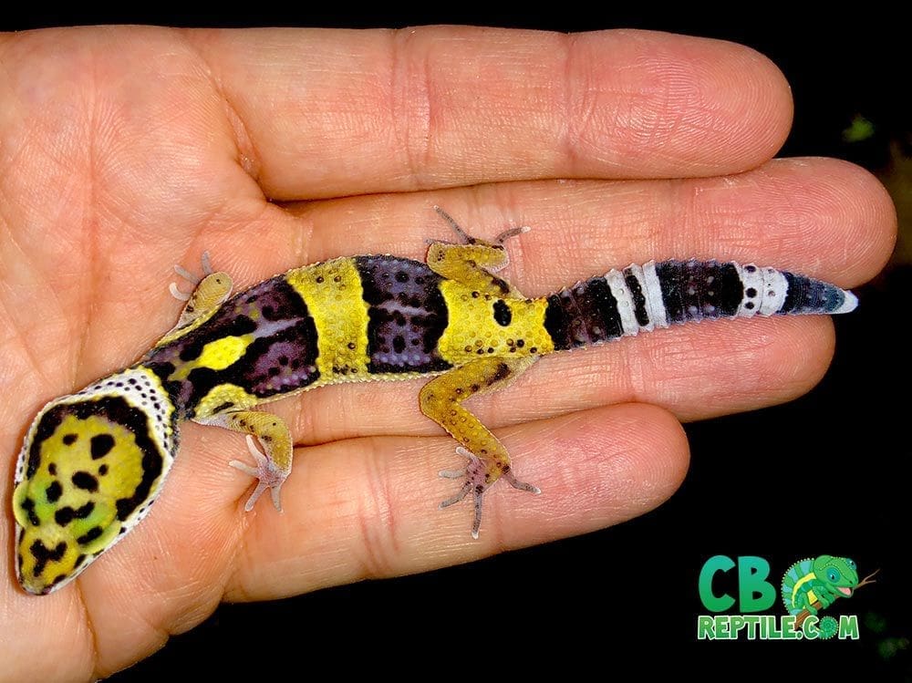 bold super giant leopard gecko