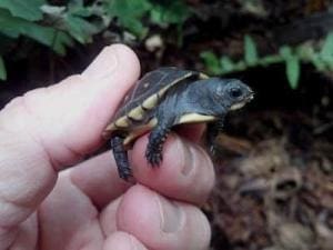 box turtle